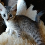 Sachi, Mau, silver Female #2 DOB 9-28-19