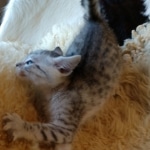 Sachi, Mau, silver Female #2 DOB 9-28-19