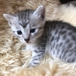 Sachi, Mau, silver Female #2 DOB 9-28-19