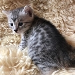 Sachi, Mau, silver Female #2 DOB 9-28-19