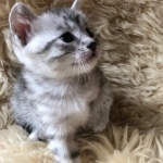 Sachi, Mau, silver Female #2 DOB 9-28-19