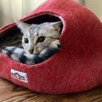 Sachi, Mau, silver Female #2 DOB 9-28-19