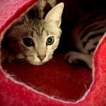 Sachi, Mau, silver Female #2 DOB 9-28-19