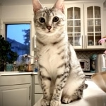 Sachi, Mau, silver Female #2 DOB 9-28-19