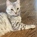 Sachi, Mau, silver Female #2 DOB 9-28-19