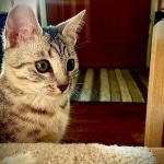 Sachi, Mau, silver Female #2 DOB 9-28-19