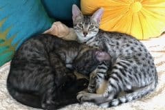 Lilly Egyptian Mau Silver Female #2 DOB 9-30-20