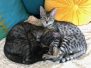Lilly Egyptian Mau Silver Female #2 DOB 9-30-20
