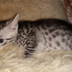 Mau, Silver, female, DOB 9-30-20