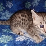 Mau, Silver, female, DOB 9-30-20