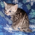 Mau, Silver, female, DOB 9-30-20