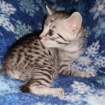 Mau, Silver, female, DOB 9-30-20