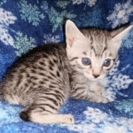 Mau, Silver, female, DOB 9-30-20