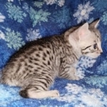 Mau, Silver, female, DOB 9-30-20