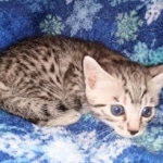 Mau, Silver, female, DOB 9-30-20