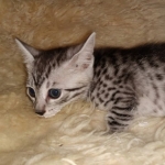 Mau, Silver, female, DOB 9-30-20