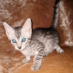 Mau, Silver, female, DOB 9-30-20