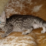 Mau, Silver, female, DOB 9-30-20