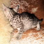 Mau, Silver, female, DOB 9-30-20