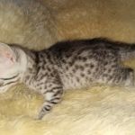 Mau, Silver, female, DOB 9-30-20