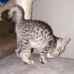 Mau, Silver, female, DOB 9-30-20