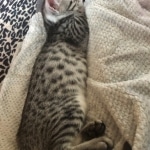 Silver Egyptian Mau Lilly