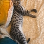 Lilly, an Egyptian Mau, kitten