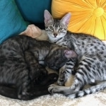 Lilly and Jasper egyptian Maus