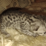 Mau silver female kitten DOB 9-8-21