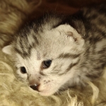 Mau silver female kitten DOB 9-8-21