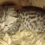 Mau silver female kitten DOB 9-8-21