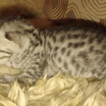 Mau silver female kitten DOB 9-8-21