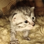 Mau silver female kitten DOB 9-8-21