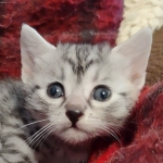 Mau silver female kitten DOB 9-8-21