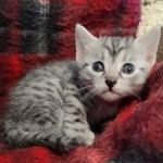 Mau silver female kitten DOB 9-8-21