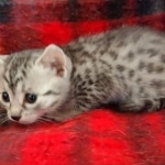 Mau silver female kitten DOB 9-8-21