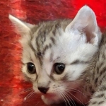 Mau silver female kitten DOB 9-8-21