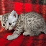 Mau silver female kitten DOB 9-8-21