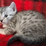 Mau silver female kitten DOB 9-8-21