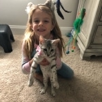 Mau silver female kitten DOB 9-8-21