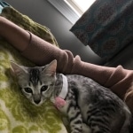 Mau silver female kitten DOB 9-8-21