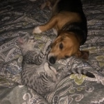 Mila May Mau silver female kitten DOB 9-8-21