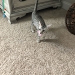 Mau silver female kitten DOB 9-8-21