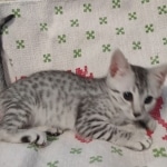 Mau silver female kitten DOB 9-8-21