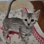 Mau silver female kitten DOB 9-8-21