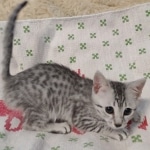 Mau silver female kitten DOB 9-8-21