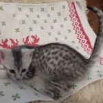 Mau silver female kitten DOB 9-8-21