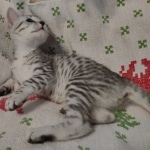 Mau silver female kitten DOB 9-8-210