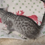 Mau silver female kitten DOB 9-8-21