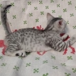 Mau silver female kitten DOB 9-8-21